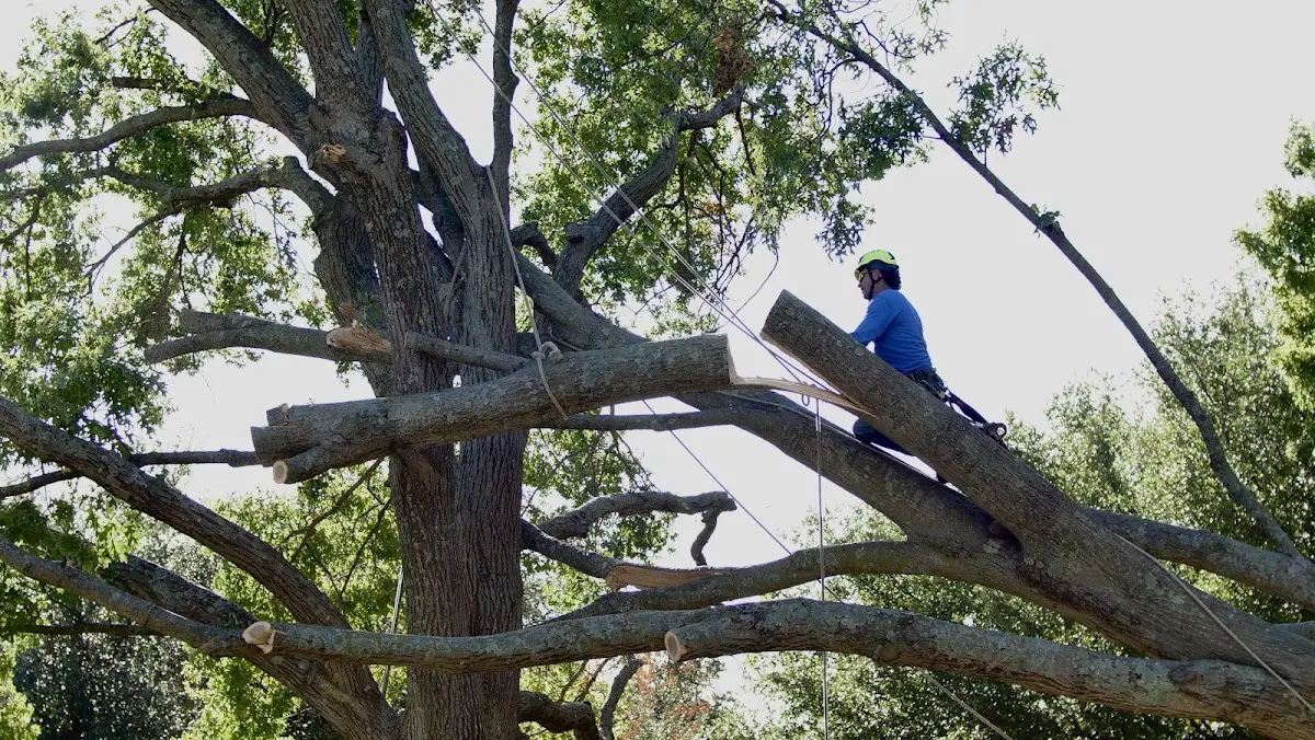 Professional Crown Thinning performed by certified arborists in Vienna